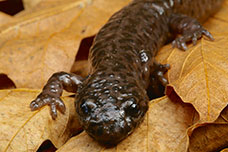 Wild Herps Salamanders And Newts