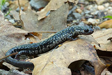 Wild Herps Salamanders And Newts