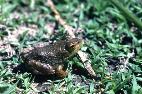 American Bullfrog (Lithobates catesbeianus)