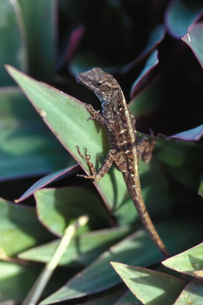 Cuban Brown Anole (Anolis sagrei sagrei)