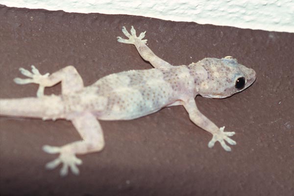 Tropical House Gecko (Hemidactylus mabouia)