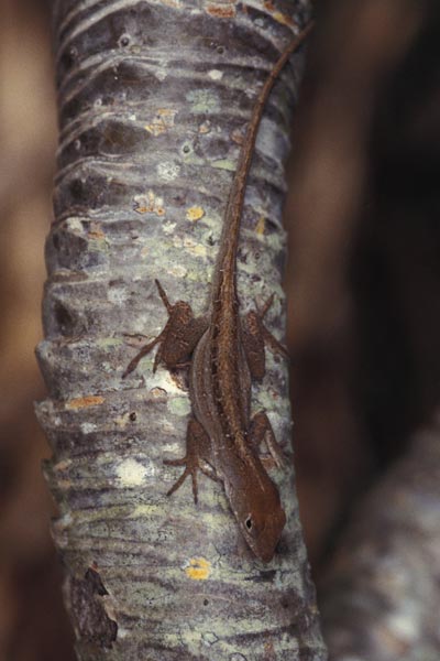 Cuban Brown Anole (Anolis sagrei sagrei)