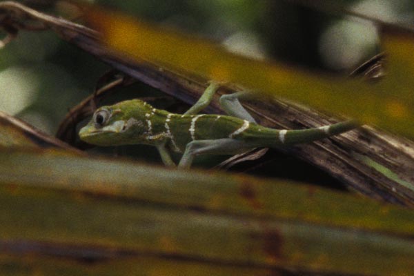 Western Knight Anole (Anolis equestris equestris)