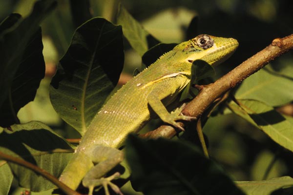 Western Knight Anole (Anolis equestris equestris)