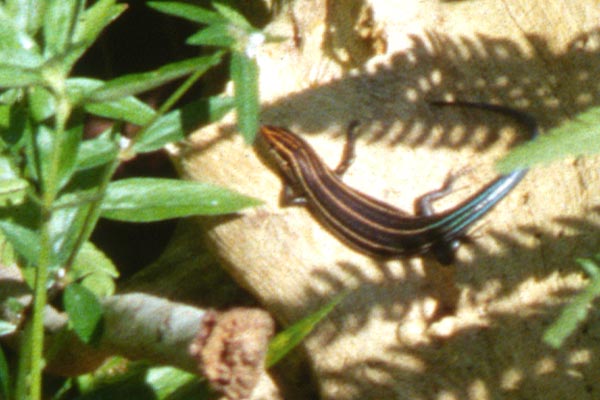 Southeastern Five-lined Skink (Plestiodon inexpectatus)