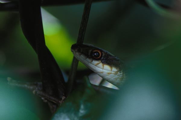 Everglades Racer (Coluber constrictor paludicola)