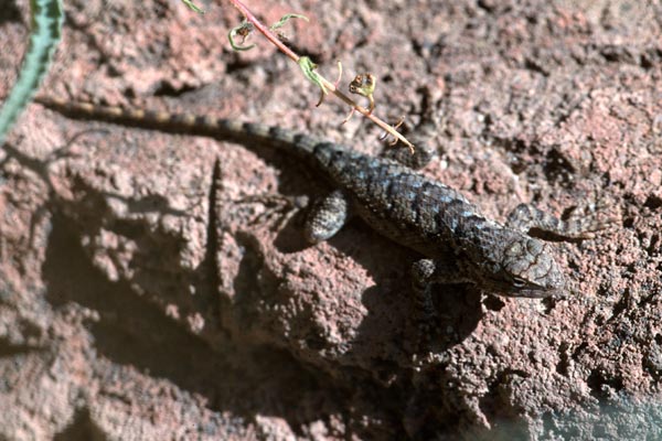 Sonoran Spiny Lizard (Sceloporus clarkii clarkii)