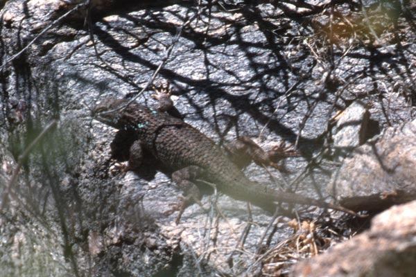 Sonoran Spiny Lizard (Sceloporus clarkii clarkii)