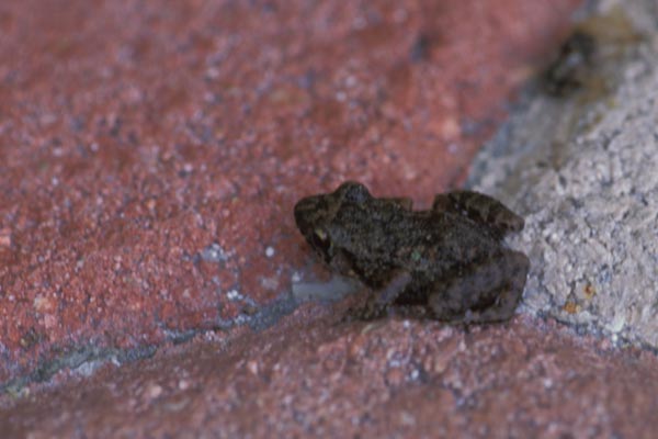 Wild Herps - Greenhouse Frog (Eleutherodactylus planirostris)