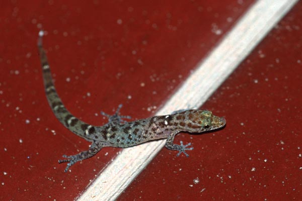 Savage’s Least Gecko (Sphaerodactylus savagei)