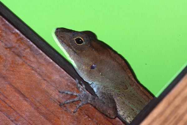 Common Stout Anole (Anolis hispaniolae)