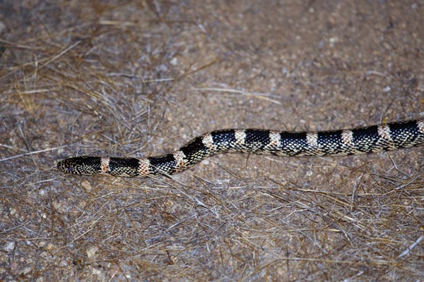 Long-nosed Snake (Rhinocheilus lecontei)