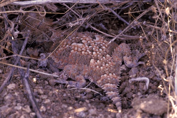 Desert Horned Lizard (Phrynosoma platyrhinos)