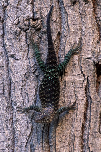 Granite Spiny Lizard (Sceloporus orcutti)