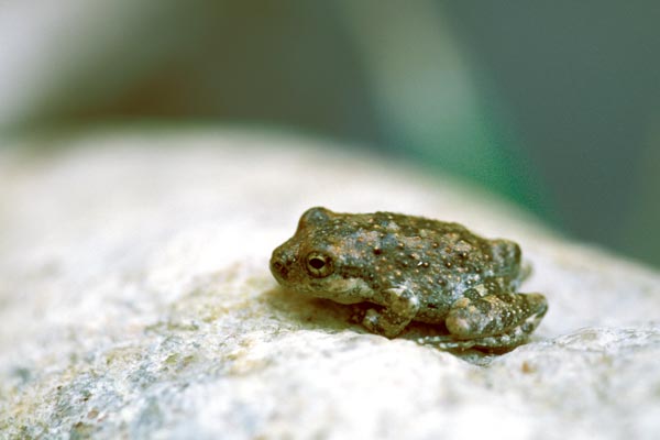 California Treefrog (Pseudacris cadaverina)