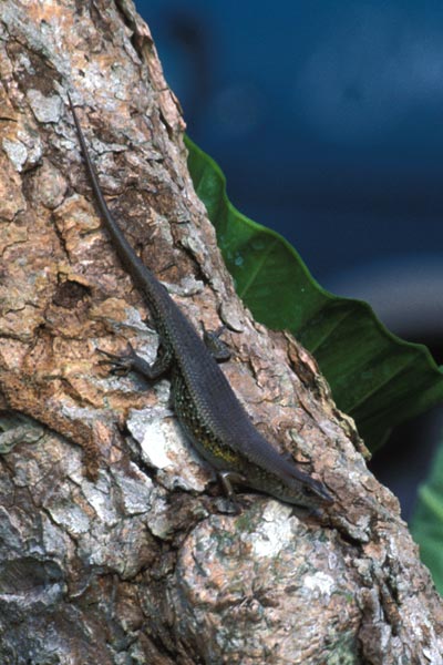 Common Sun Skink (Eutropis multifasciata)