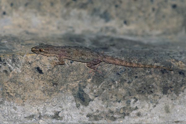 Common House Gecko (Hemidactylus frenatus)