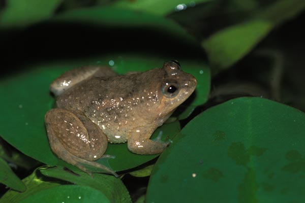 Sumatran Puddle Frog (Occidozyga sumatrana)