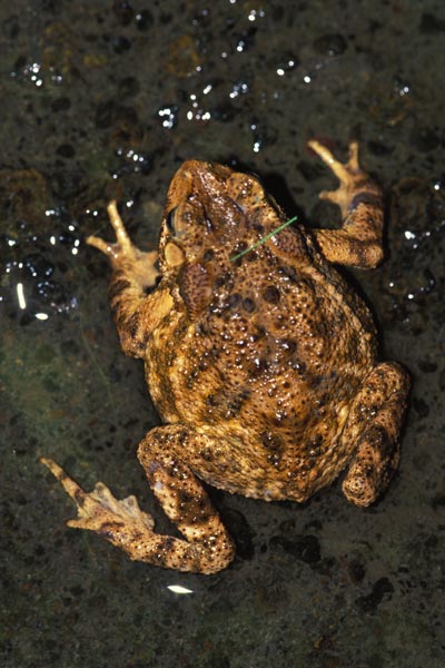 Indonesian Toad (Ingerophrynus biporcatus)