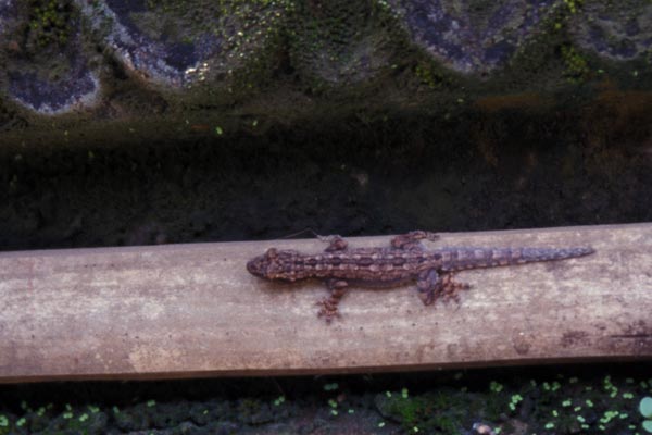 Asian Flat-tailed House Gecko (Hemidactylus platyurus)