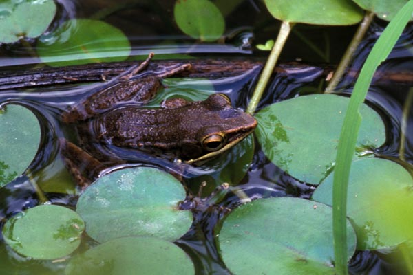 Schlegel’s Java Frog (Chalcorana chalconota)