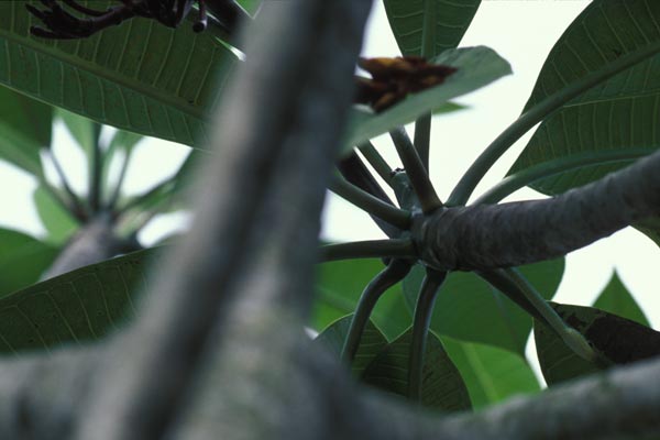 Gmelin’s Bronzeback (Dendrelaphis pictus)