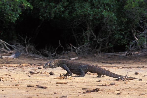 Komodo Dragon (Varanus komodoensis)