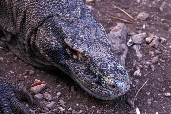 Komodo Dragon (Varanus komodoensis)