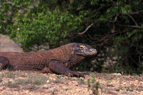 Komodo Dragon (Varanus komodoensis)