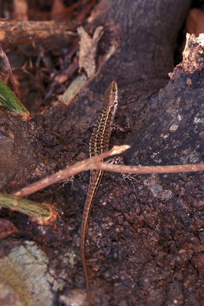 Lesser Sunda Dark-throated Skink (Sphenomorphus melanopogon)