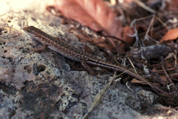 Lesser Sunda Dark-throated Skink (Sphenomorphus melanopogon)