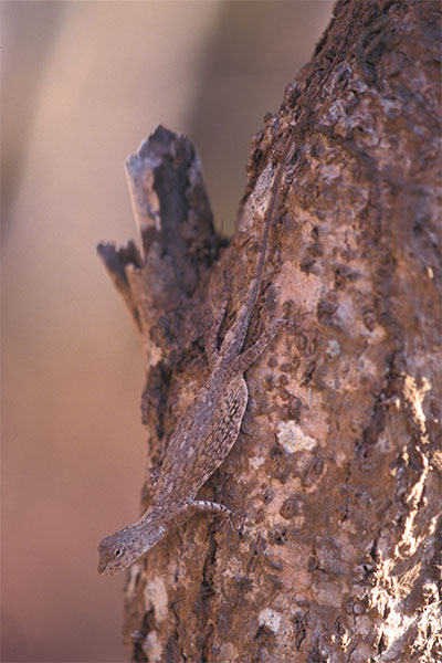 Boschma’s Flying Dragon (Draco boschmai)