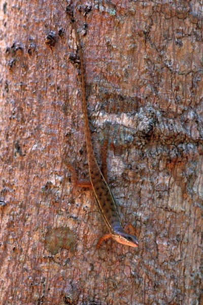 Lesser Sunda Dark-throated Skink (Sphenomorphus melanopogon)