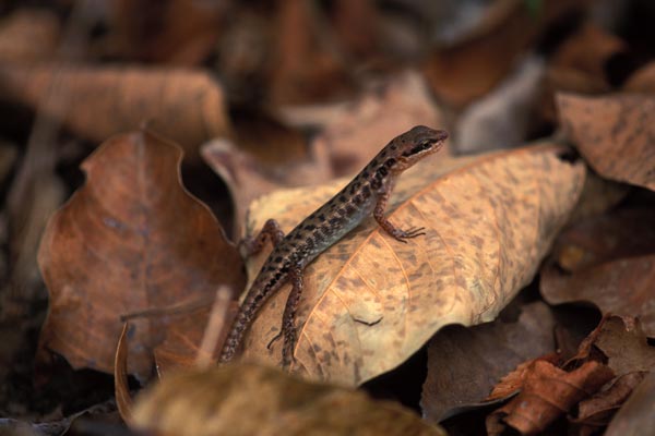 Lesser Sunda Dark-throated Skink (Sphenomorphus melanopogon)