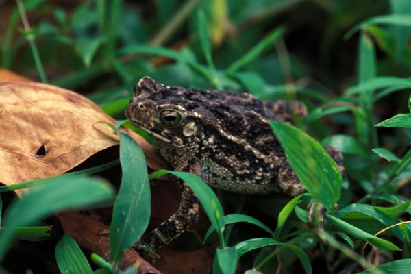 Indonesian Toad (Ingerophrynus biporcatus)