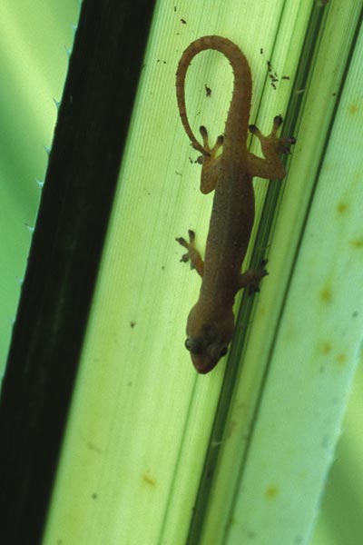 Common House Gecko (Hemidactylus frenatus)