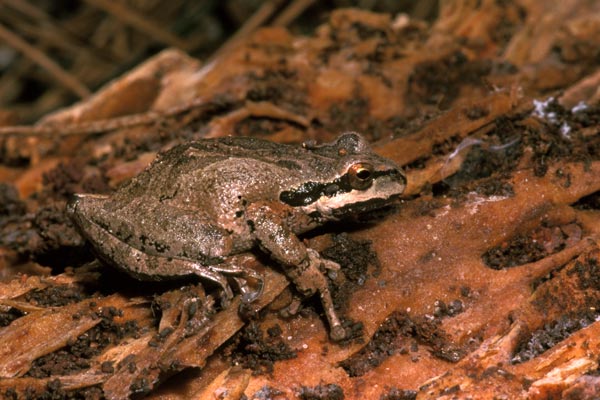 [http://www.wildherps.com/images/herps/standard/005624_pacific_treefrog.jpg]