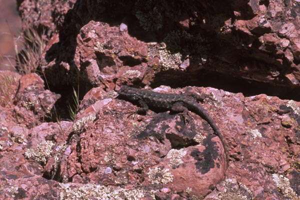 Coast Range Fence Lizard (Sceloporus occidentalis bocourtii)