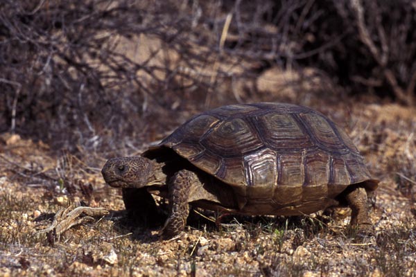 Mohave Desert Tortoise (Gopherus agassizii)