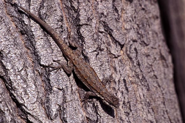 Schott’s Tree Lizard (Urosaurus ornatus schottii)