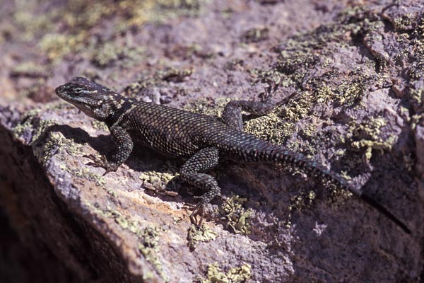 Yarrow’s Spiny Lizard (Sceloporus jarrovii)