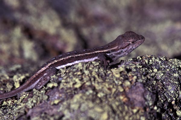 Striped Plateau Lizard (Sceloporus virgatus)