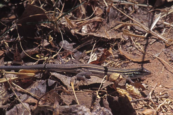 Desert Grassland Whiptail (Aspidoscelis uniparens)