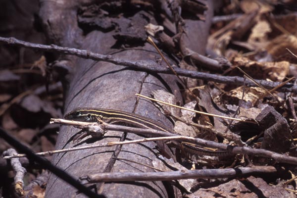 Desert Grassland Whiptail (Aspidoscelis uniparens)