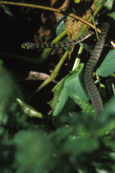 Günther’s Green Tree Snake (Dipsadoboa unicolor)