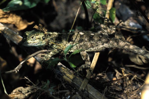 Uganda Tree Agama (Acanthocercus ugandaensis)