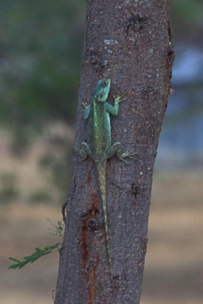 Uganda Tree Agama (Acanthocercus ugandaensis)
