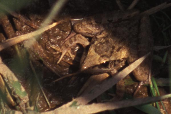 Anchieta’s Ridged Frog (Ptychadena anchietae)