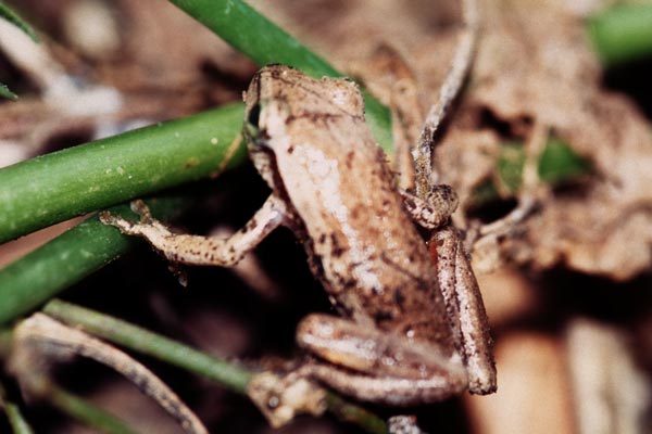 Balfour’s Reed Frog (Hyperolius balfouri)