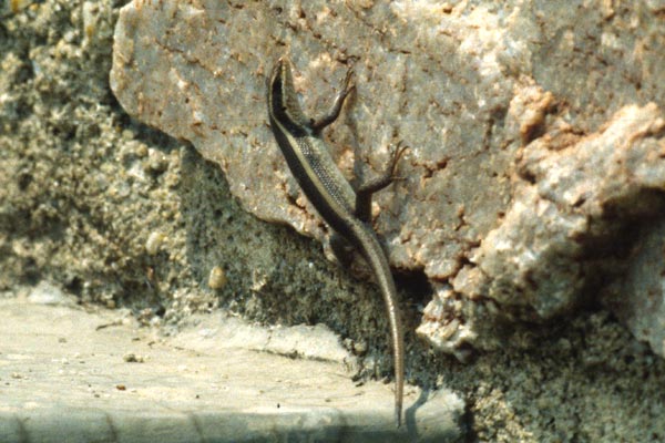 Striped Skink (Trachylepis striata)